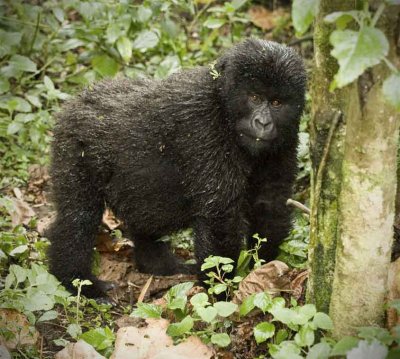 Mountain Gorilla