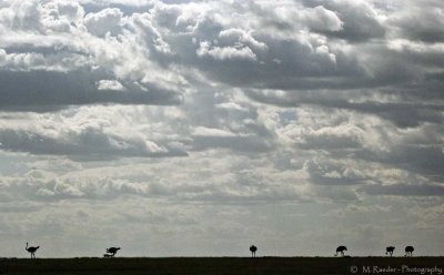 Ostriches on the horizon