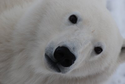 Polar Bears in the Wild