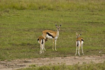 Thompson Gazelles