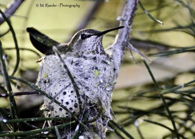 Hummingbird sitting on Nest