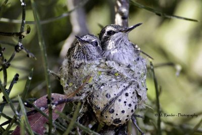 Anna Hummingbird chicks