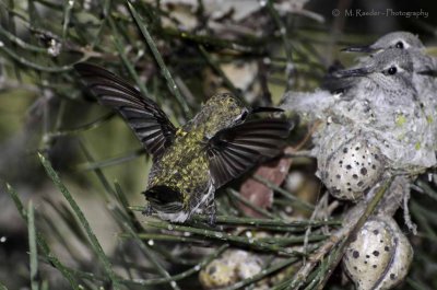 new behaviour at the nest