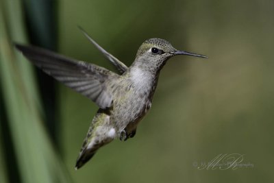 Anna Hummingbird