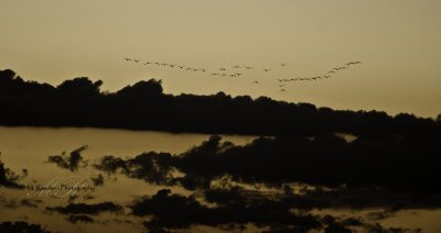 Geese against the morning sky