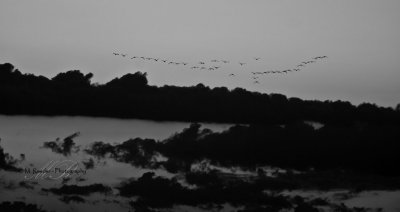 Geese against the morning sky