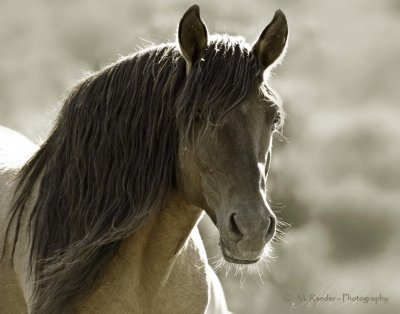 Equine Photography
