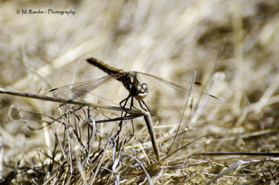 Meadow Hawk Dragonfly