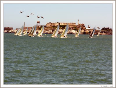 Pelicans over Alcatraz_416