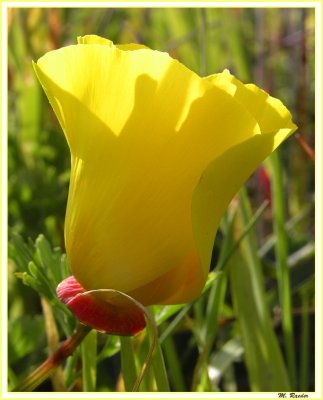 Yellow Poppy_234