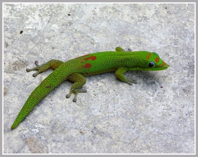 Gecko in Hawaii