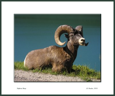 Bighorn Sheep_161