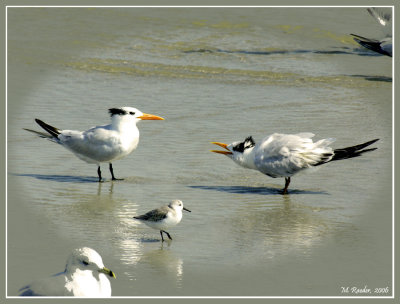 Squabbling Terns_283