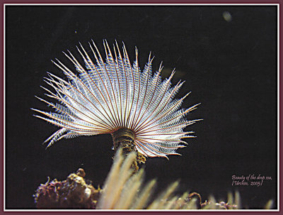 Sea Urchin_349b