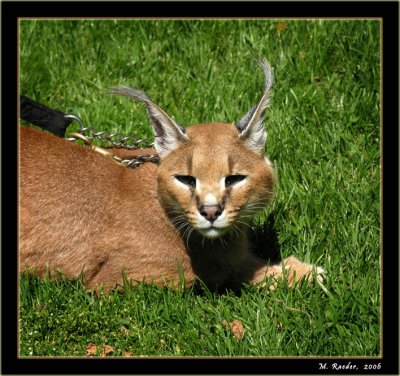 Caracal_421b