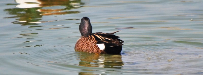 Blue-winged Teal, Drake