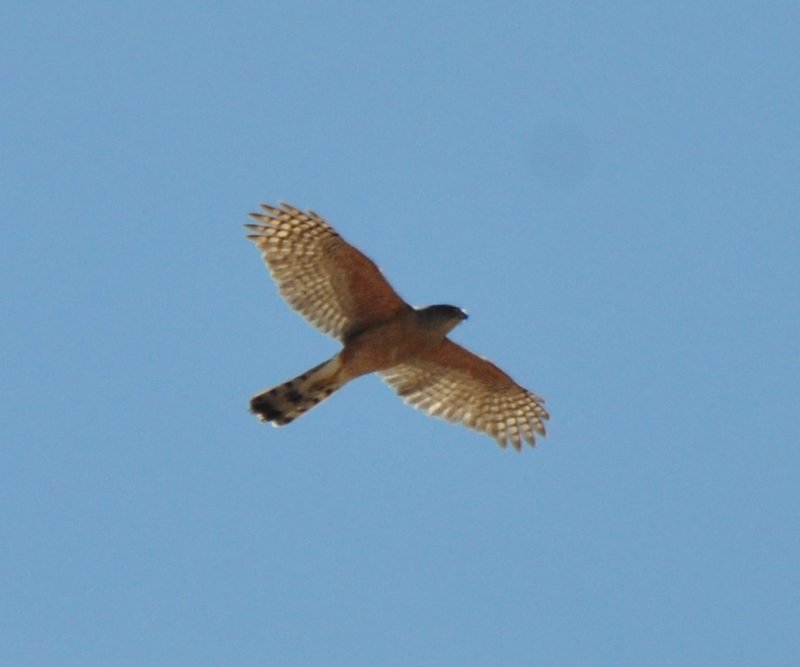 Coopers Hawk