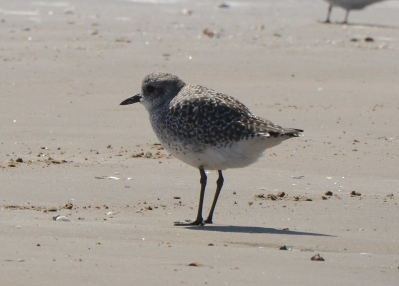 Black-bellied Plover, Basic Plumage