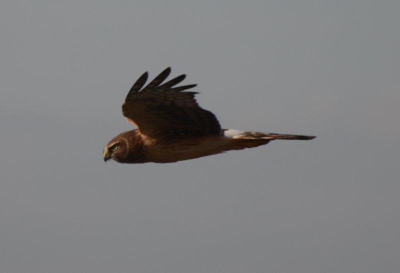 Northern Harrier, Female