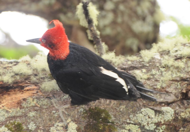 Magellanic Woodpecker, Male