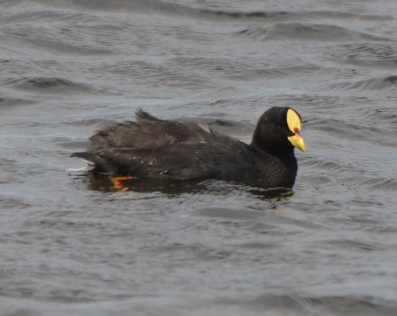 Red-gartered Coot