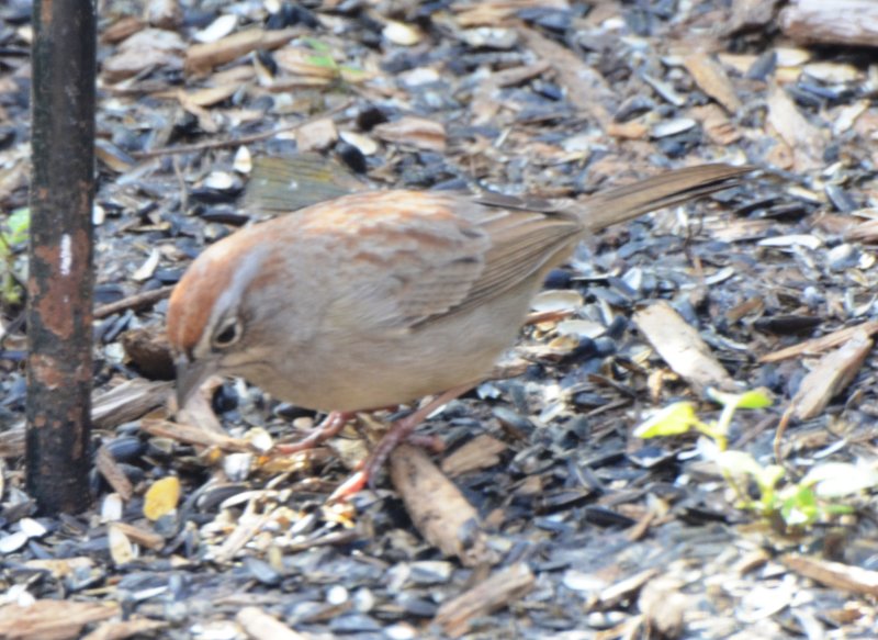 Rufous-crowned Sparrow