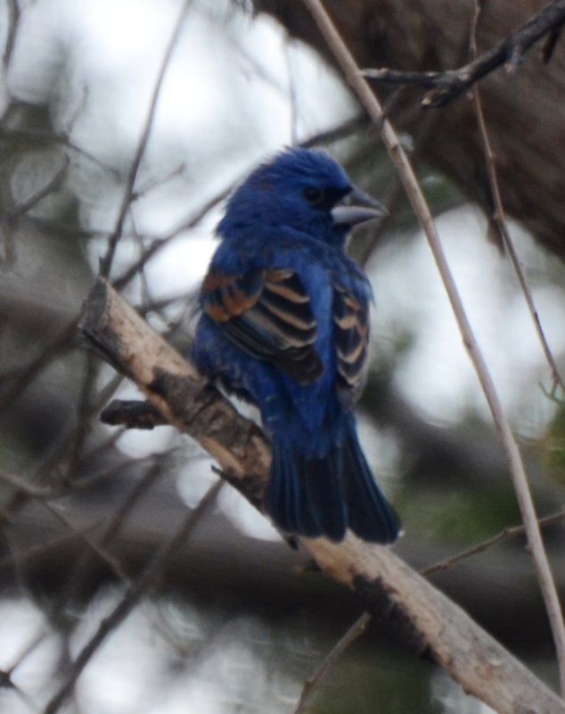 Blue Grosbeak, Male