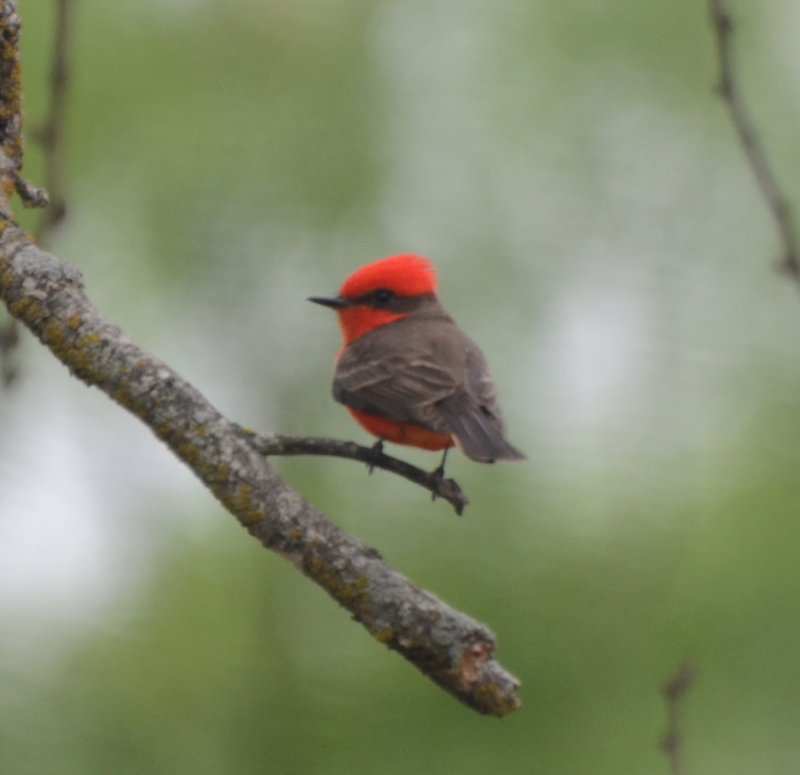 Vermillion Flycatcher, Male