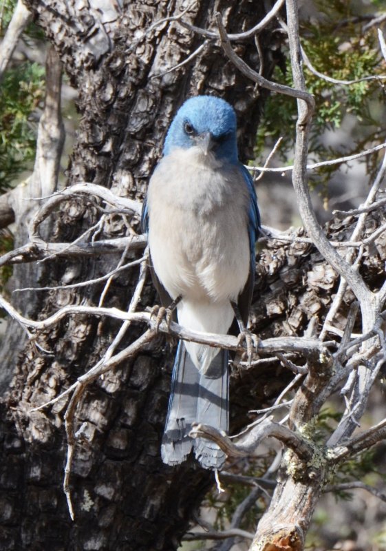 Mexican Jay