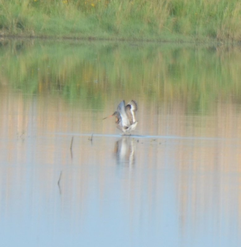 Black-tailed Godwit (3)