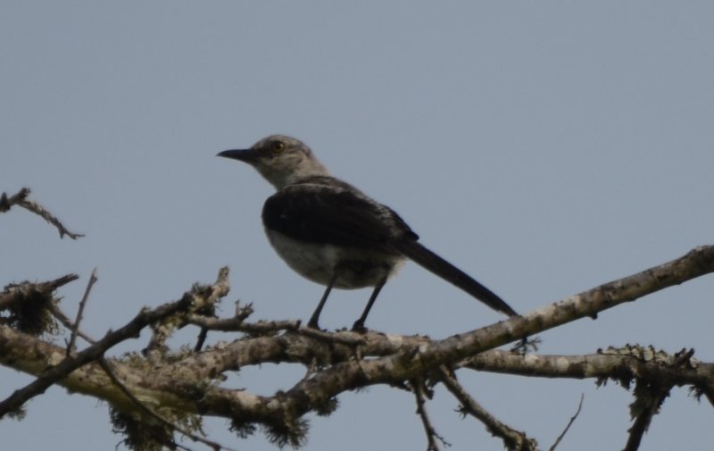 Tropical Mockingbird