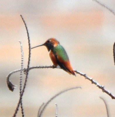 Adult Male Allen's Hummingbird
