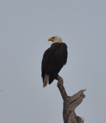 Adult Bald Eagle