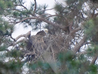 Adult Bald Eagle on Nest