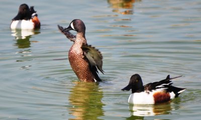 Blue-winged Teal & Northern Shoveler Drakes