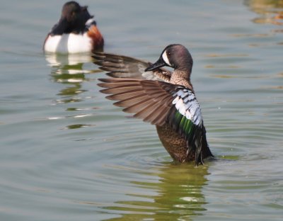 Blue-winged Teal & Northern Shoveler, Drakes