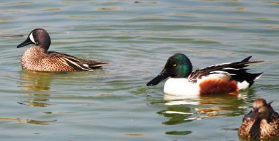 Drake Alternate Plumaged Blue-winged Teal and Drake Alternate Plumaged Northern Shoveler