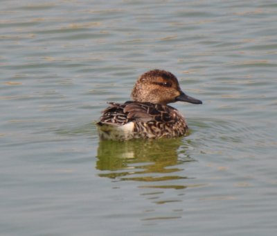 Green-winged Teal, Hen