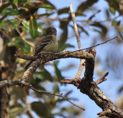 Hammond's Flycatcher Preening