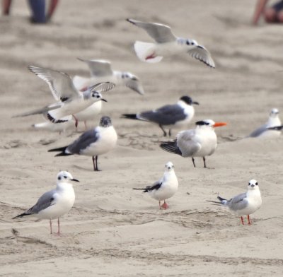 1st Winter Little Gulls with Basic Plumaged Adult Bonaparte's Gulls and Royal and Forster's Terns