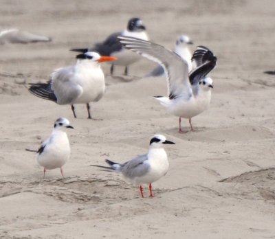1st Winter Little Gulls with Basic Plumaged Royal and Forster's Terns