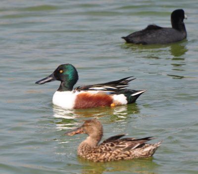 Northern Shovelers, Drake & Hen with American Coot