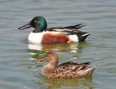 Northern Shovelers, Drake & Hen