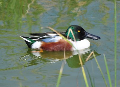 Northern Shoveler, Drake