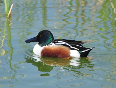 Northern Shoveler, Drake