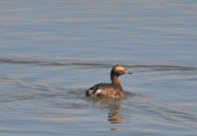 Molting into Alternate Plumage Horned Grebe