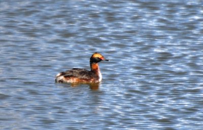 Molting into Alternate Plumage Horned Grebe