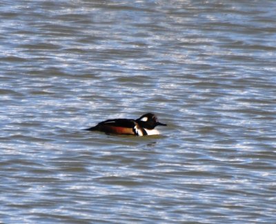 Drake Alternate Plumaged Hooded Merganser