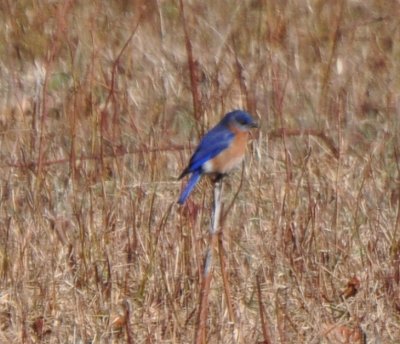 Male Eastern Bluebird