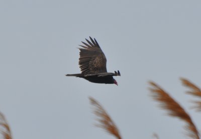 Turkey Vulture